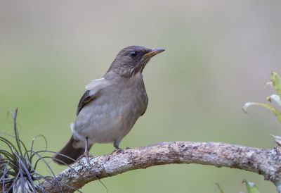 <i class='fa fa-user'></i> charlysax |   Crmebuiklijster  <i class='fa fa-eye'> 197</i>  <i class='fa fa-thumbs-up'> 8</i>   <i class='fa fa-comment-o'> 7</i>