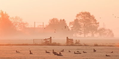 <i class='fa fa-user'></i> P.Teune |   Grauwe Gans  <i class='fa fa-eye'> 232</i>  <i class='fa fa-thumbs-up'> 14</i>   <i class='fa fa-comment-o'> 15</i>