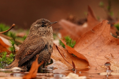 Het was de eerste keer dat ik een Winterkoninkje voor de lens kreeg. Ondanks dat hij erg snel is (en ik dus niet) is hij toch mooi scherp Door te badderen tussen de mooie herfstbladeren past hij mooi in het wedstrijdthema.