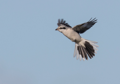 <i class='fa fa-user'></i> Celly |   Klapekster  <i class='fa fa-eye'> 463</i>  <i class='fa fa-thumbs-up'> 26</i>   <i class='fa fa-comment-o'> 11</i>