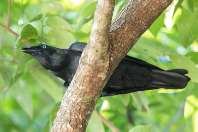 <i class='fa fa-user'></i> Paul van Giersbergen |   Australische Kraai  <i class='fa fa-eye'> 135</i>   <i class='fa fa-comment-o'> 0</i>