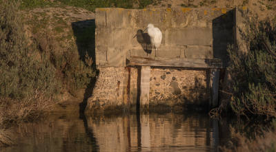 In het late avondlicht zit de reiger boven de uitlaat van een sluisje tussen de zoutpannen.