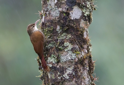 <i class='fa fa-user'></i> charlysax |   Donkerkruinmuisspecht  <i class='fa fa-eye'> 198</i>  <i class='fa fa-thumbs-up'> 12</i>   <i class='fa fa-comment-o'> 10</i>