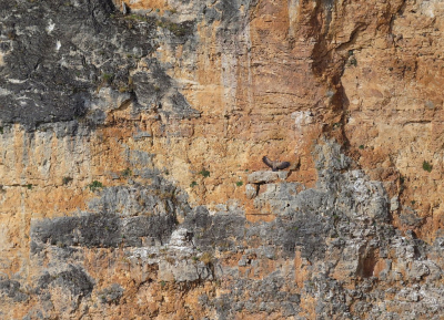 <i class='fa fa-user'></i> sieb |   Vale Gier  <i class='fa fa-eye'> 394</i>  <i class='fa fa-thumbs-up'> 4</i>   <i class='fa fa-comment-o'> 10</i>