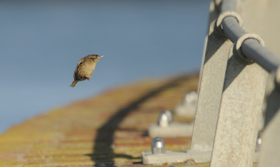 <i class='fa fa-user'></i> josephine |   Winterkoning  <i class='fa fa-eye'> 463</i>  <i class='fa fa-thumbs-up'> 14</i>   <i class='fa fa-comment-o'> 18</i>