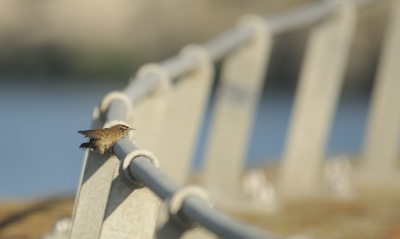 <i class='fa fa-user'></i> josephine |   Winterkoning  <i class='fa fa-eye'> 348</i>  <i class='fa fa-thumbs-up'> 6</i>   <i class='fa fa-comment-o'> 9</i>