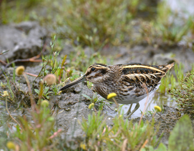 <i class='fa fa-user'></i> henkdikkers |   Bokje  <i class='fa fa-eye'> 493</i>  <i class='fa fa-thumbs-up'> 15</i>   <i class='fa fa-comment-o'> 14</i>