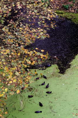 <i class='fa fa-user'></i> Fons Hoiting |   Meerkoet  <i class='fa fa-eye'> 285</i>  <i class='fa fa-thumbs-up'> 3</i>   <i class='fa fa-comment-o'> 11</i>