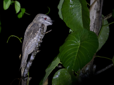 <i class='fa fa-user'></i> Paul van Giersbergen |   Reuzenuilnachtzwaluw  <i class='fa fa-eye'> 216</i>  <i class='fa fa-thumbs-up'> 7</i>   <i class='fa fa-comment-o'> 5</i>