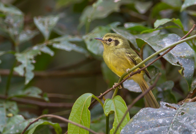 <i class='fa fa-user'></i> charlysax |   So-Paulolooftiran  <i class='fa fa-eye'> 115</i>  <i class='fa fa-thumbs-up'> 1</i>   <i class='fa fa-comment-o'> 2</i>