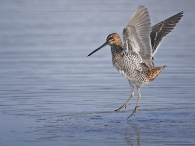 <i class='fa fa-user'></i> Ben Reitsma |   Watersnip  <i class='fa fa-eye'> 204</i>  <i class='fa fa-thumbs-up'> 1</i>   <i class='fa fa-comment-o'> 1</i>