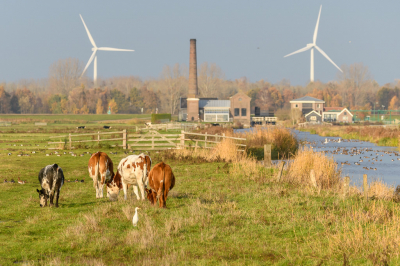 Al een paar weken verblijft er een koereiger in de Arkemheenpolder. Ondertussen heb ik al heel wat foto's gemaakt van deze koereiger. Maar ik hou van een vogel in zijn landschap en dit is dan toch wel een plaatje waarop het duidelijk is dat het in de Arkemheenpolder is gemaakt.