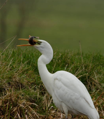 Deze grote Zilverreiger ving ze achter elkaar!
Dit was de 3e al!
Wat een honger........