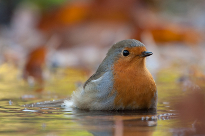 <i class='fa fa-user'></i> P.Teune |   Roodborst  <i class='fa fa-eye'> 236</i>  <i class='fa fa-thumbs-up'> 4</i>   <i class='fa fa-comment-o'> 3</i>