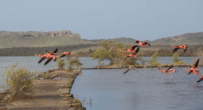 Op meerdere plekken flamingo's kunnen waarnemen op dit eiland, dit was de betere omdat je via de dammetjes vrij ver de zoutpannen in kon gaan.
Er is op de foto nog een jong dier waar te nemen