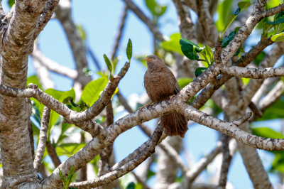 <i class='fa fa-user'></i> Louis56 |   Geelsnavelbabbelaar  <i class='fa fa-eye'> 155</i>   <i class='fa fa-comment-o'> 1</i>