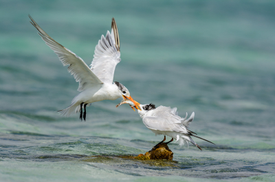 <i class='fa fa-user'></i> FransvanBoxtel |   Amerikaanse Koningsstern  <i class='fa fa-eye'> 229</i>  <i class='fa fa-thumbs-up'> 3</i>   <i class='fa fa-comment-o'> 1</i>