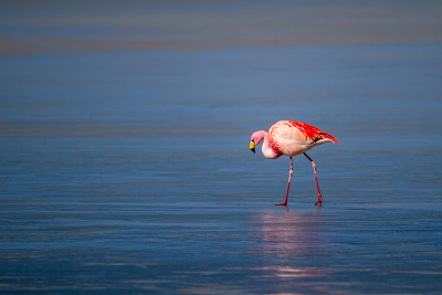 Wat mij betreft zijn James' Flamingo de mooiste flamingo's, vanwege de dieproze kleur en felgele snavel. Het fotograferen van flamingo's in Eduardo Avaroa NP (zuid Bolivia) is geen uitdaging te noemen, maar tussen de vele tientallen foto's die ik daar heb gemaakt is dit er een die er bovenuit steekt vanwege de compositie en contrast in kleur van vogel en water.