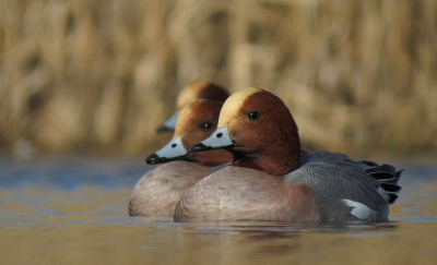 <i class='fa fa-user'></i> sieb |   Smient  <i class='fa fa-eye'> 359</i>  <i class='fa fa-thumbs-up'> 11</i>   <i class='fa fa-comment-o'> 12</i>