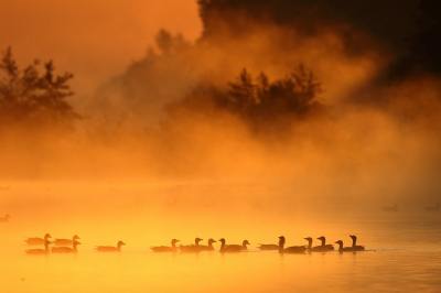 <i class='fa fa-user'></i> dick renes |   Grauwe Gans  <i class='fa fa-eye'> 287</i>  <i class='fa fa-thumbs-up'> 17</i>   <i class='fa fa-comment-o'> 10</i>