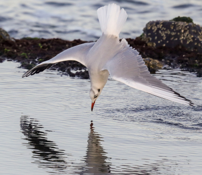 <i class='fa fa-user'></i> loek van de Leur |   Kokmeeuw  <i class='fa fa-eye'> 316</i>  <i class='fa fa-thumbs-up'> 3</i>   <i class='fa fa-comment-o'> 8</i>