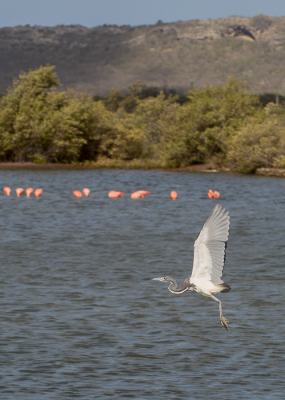 Tijdens het bekijken van de flamingo's stapte er op meerdere momenten een witbuikreiger voorbij, veel foto's kunnen maken. Omdat er nog geen beeld van de reiger vliegend binnen BP is, bied ik deze aan.