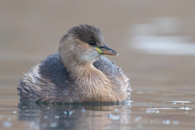 <i class='fa fa-user'></i> Van de Velde Frank |   Dodaars  <i class='fa fa-eye'> 347</i>  <i class='fa fa-thumbs-up'> 17</i>   <i class='fa fa-comment-o'> 14</i>