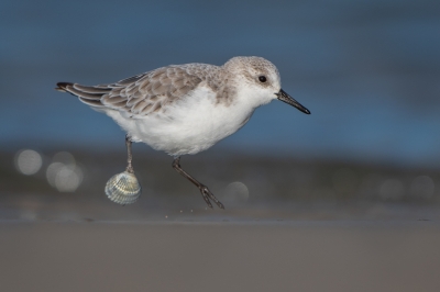 <i class='fa fa-user'></i> Hans Overduin |   Drieteenstrandloper  <i class='fa fa-eye'> 369</i>  <i class='fa fa-thumbs-up'> 23</i>   <i class='fa fa-comment-o'> 14</i>