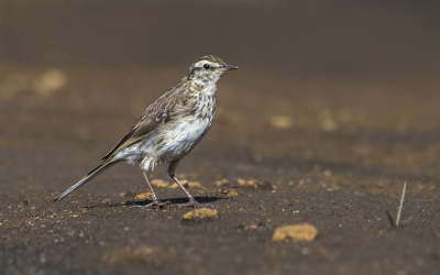 <i class='fa fa-user'></i> Bert Ooms |   Nieuw-Zeelandse Pieper  <i class='fa fa-eye'> 146</i>   <i class='fa fa-comment-o'> 2</i>