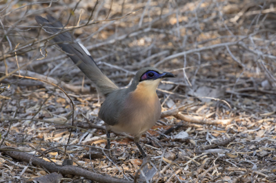 Tijdens een prachtige wandeling met mooi ochtendlicht door het Spiny Forest van Renalia hebben we verschillende Coua's gespot. Dit is de Running Coua.