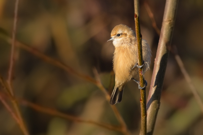 <i class='fa fa-user'></i> Vincent Vuik |   Buidelmees  <i class='fa fa-eye'> 291</i>  <i class='fa fa-thumbs-up'> 5</i>   <i class='fa fa-comment-o'> 8</i>