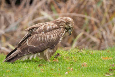 Ik was op weg naar een andere plek om foto's te maken. Onderweg kwam ik deze prachtige Buizerd tegen, die vlak langs de weg stond. Verrassenderwijs vloog hij niet op toen ik de auto stopte en de motor afzette. Dus alle kans op mooie foto's.