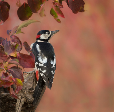 <i class='fa fa-user'></i> Truus Aletta Maan |   Grote Bonte Specht  <i class='fa fa-eye'> 294</i>  <i class='fa fa-thumbs-up'> 14</i>   <i class='fa fa-comment-o'> 20</i>