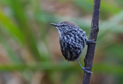 <i class='fa fa-user'></i> charlysax |   Paranmiervogel  <i class='fa fa-eye'> 141</i>   <i class='fa fa-comment-o'> 3</i>