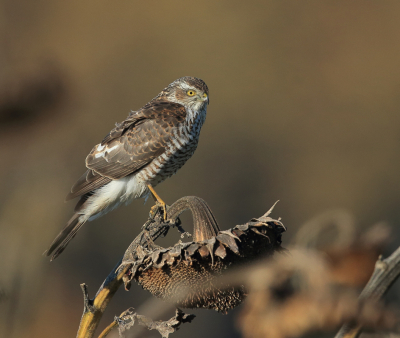 Veel kleine vogels, zoals vink, groenling en putter, waren aan het foerageren in het aangelegde bloemen blok totdat er een sperwer op een zonnebloem kwam zitten. Mijn eerste kennismaking met deze vogel en leuk het ook nog vast te kunnen leggen.