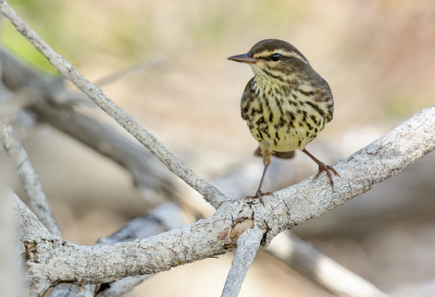 <i class='fa fa-user'></i> FransvanBoxtel |   Noordse Waterlijster  <i class='fa fa-eye'> 195</i>  <i class='fa fa-thumbs-up'> 1</i>   <i class='fa fa-comment-o'> 1</i>