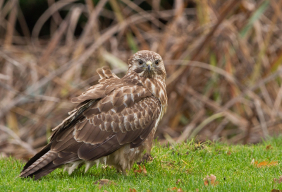 Dezelfde Buizerd als mijn vorige Buizerdfoto. 
Ik gaf daarbij al aan dat deze Buizerd zich rustig liet fotograferen. Extra bijzonder vond ik dat hij (of is het een zij???) mij regelmatig aankeek, maar ook dan niet opvloog.Terwijl Buizerds vaak zeer schuw zijn. 
Ik realiseer me wel dat dit nog een redelijk jonge vogel is. Wellicht nog te jong om al schuw te zijn?