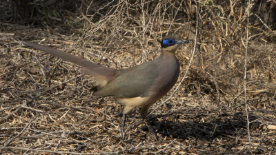 Tijdens een prachtige wandeling met mooi ochtendlicht door het Spiny Forest van Reniala hebben we verschillende Coua's gespot. Dit is de Giant Coua.