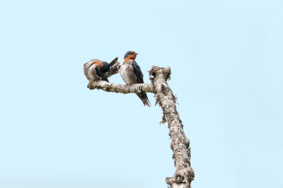 <i class='fa fa-user'></i> Louis56 |   Hutzwaluw  <i class='fa fa-eye'> 174</i>   <i class='fa fa-comment-o'> 0</i>