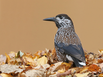 <i class='fa fa-user'></i> thijsglastra |   Notenkraker  <i class='fa fa-eye'> 1085</i>  <i class='fa fa-thumbs-up'> 40</i>   <i class='fa fa-comment-o'> 29</i>