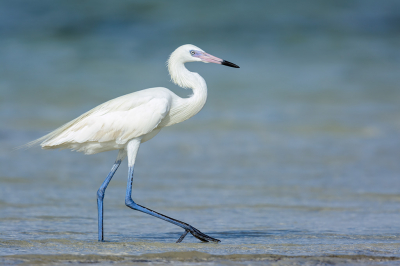 <i class='fa fa-user'></i> FransvanBoxtel |   Roodhalsreiger  <i class='fa fa-eye'> 219</i>  <i class='fa fa-thumbs-up'> 4</i>   <i class='fa fa-comment-o'> 7</i>