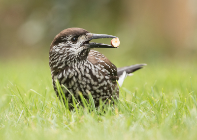 <i class='fa fa-user'></i> Kees Kroon |   Notenkraker  <i class='fa fa-eye'> 634</i>  <i class='fa fa-thumbs-up'> 12</i>   <i class='fa fa-comment-o'> 12</i>