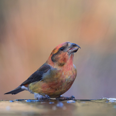 <i class='fa fa-user'></i> Tom |   Kruisbek  <i class='fa fa-eye'> 432</i>  <i class='fa fa-thumbs-up'> 11</i>   <i class='fa fa-comment-o'> 15</i>