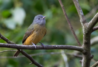 <i class='fa fa-user'></i> charlysax |   Grijskappipratiran  <i class='fa fa-eye'> 170</i>  <i class='fa fa-thumbs-up'> 4</i>   <i class='fa fa-comment-o'> 4</i>