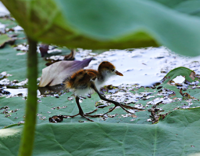 <i class='fa fa-user'></i> Theo Hendriks |   Australische Jacana  <i class='fa fa-eye'> 177</i>  <i class='fa fa-thumbs-up'> 3</i>   <i class='fa fa-comment-o'> 5</i>