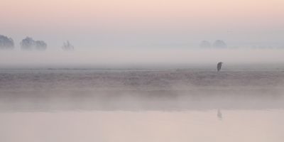 <i class='fa fa-user'></i> P.Teune |   Blauwe Reiger  <i class='fa fa-eye'> 276</i>  <i class='fa fa-thumbs-up'> 12</i>   <i class='fa fa-comment-o'> 18</i>