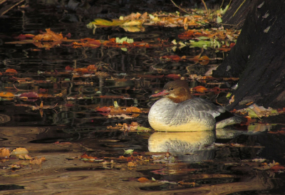 <i class='fa fa-user'></i> sieb |   Grote Zaagbek  <i class='fa fa-eye'> 559</i>  <i class='fa fa-thumbs-up'> 19</i>   <i class='fa fa-comment-o'> 24</i>