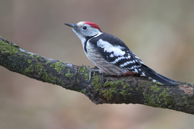 <i class='fa fa-user'></i> Luc Meert |   Middelste Bonte Specht  <i class='fa fa-eye'> 307</i>  <i class='fa fa-thumbs-up'> 8</i>   <i class='fa fa-comment-o'> 5</i>