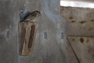 <i class='fa fa-user'></i> vanmarle |   Huismus  <i class='fa fa-eye'> 245</i>  <i class='fa fa-thumbs-up'> 7</i>   <i class='fa fa-comment-o'> 9</i>