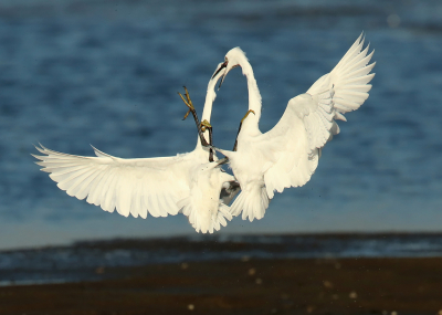 <i class='fa fa-user'></i> Marcel Langelaan |   Kleine Zilverreiger  <i class='fa fa-eye'> 364</i>  <i class='fa fa-thumbs-up'> 11</i>   <i class='fa fa-comment-o'> 5</i>